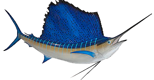 Sailfish - Cozumel Fishing Guide