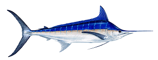 Blue Marlin Cozumel Fishing Guide