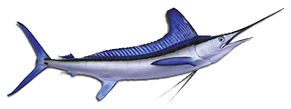 White Marlin Cozumel Fishing Guide