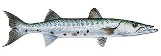 Barracuda Cozumel Fishing Guide