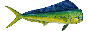 Dorado Cozumel Fishing Guide