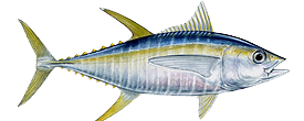 Tuna Cozumel Fishing Guide