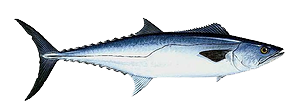 King Mackerel Cozumel Fishing Guide