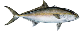 Amberjack Cozumel Fishing Guide